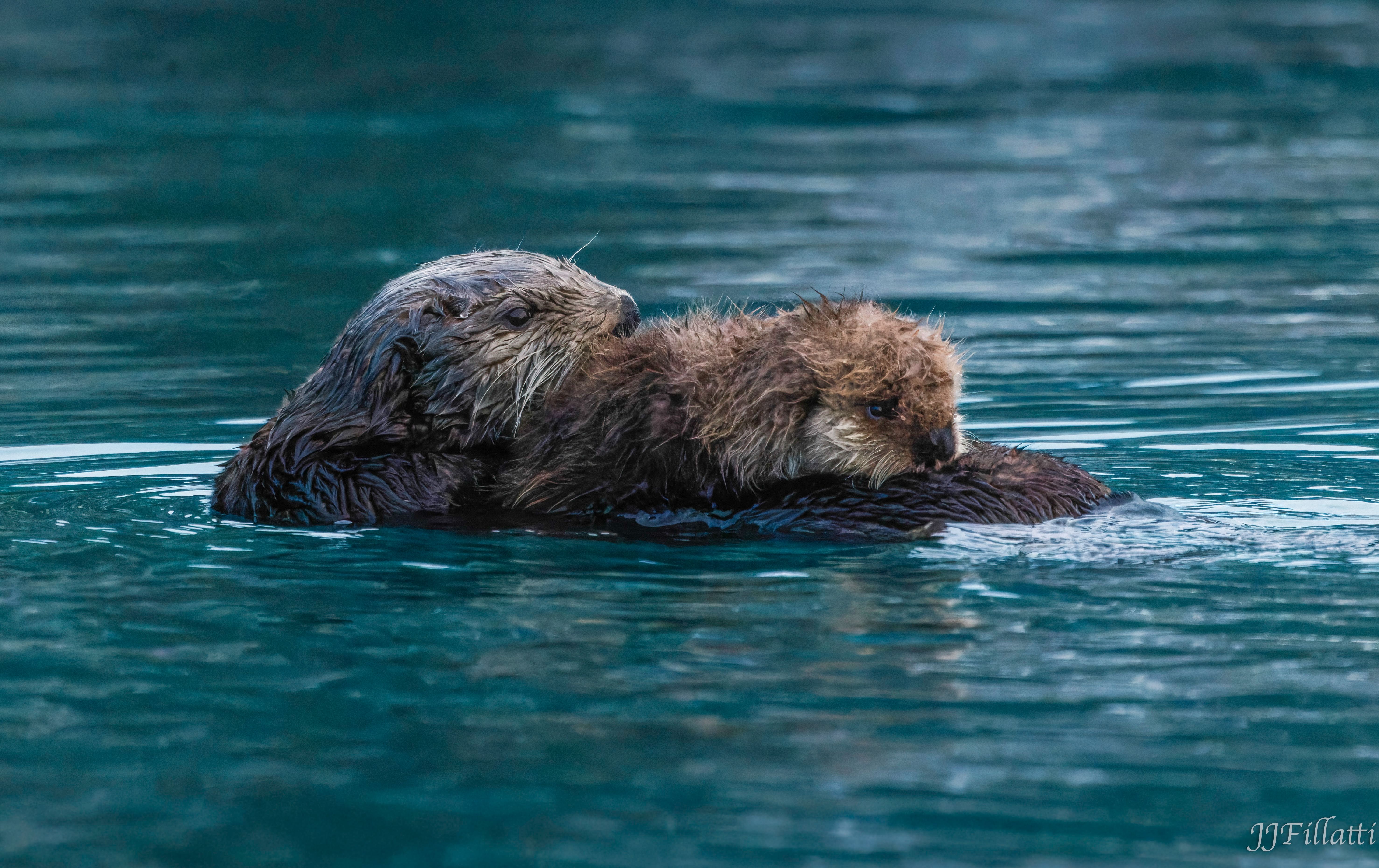 bird of homer alaska image 11